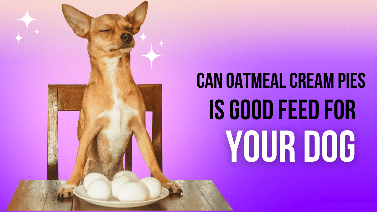 Read more about the article Unveiling Canine Nutrition: Can dogs eat oatmeal cream pie safely in 2023