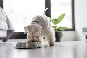Read more about the article The Best Dog Food For Small Breed Puppies in 2023
