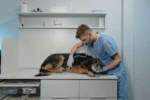 Read more about the article Consulting Your Veterinarian: A Powerful Guide to Pet Health in 2023