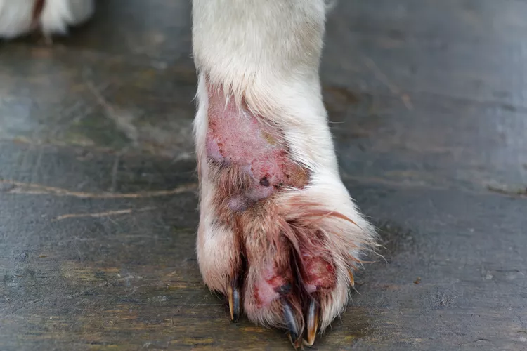 dog-animal-skin-disease-