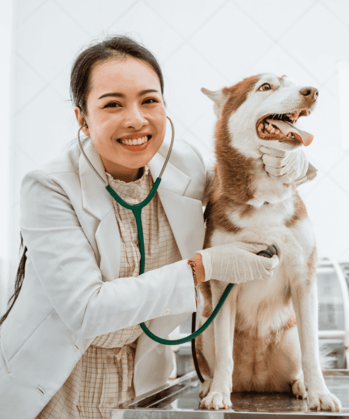 The Vital Role of Consulting Your Veterinarian