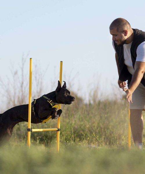 dog-trainer-teaching-dog-run-though-obstacles (1)
